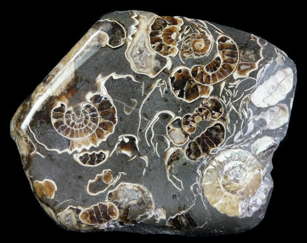 Polished Ammonite Fossil Slab - Marston Magna Marble #63816